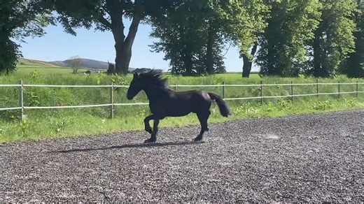 134K views · 3.6K reactions | Marvel - 2 years old gelding | Friesians Scotland | Facebook