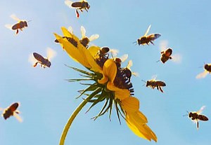 Top 8 Plantillas de Logos Animados para After Effects—y Cómo Usarlos | Envato Tuts