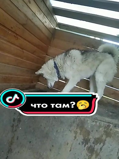 #Jessy_Dogg #ДжессиТопчик #собачкаДжессик #TheJackk