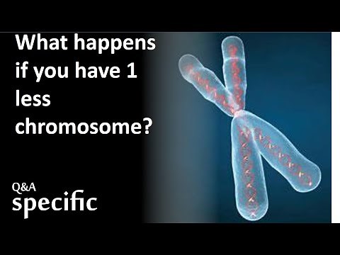 What happens if you have 1 less chromosome?