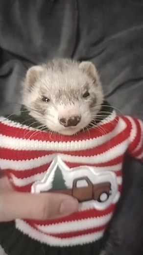 Sweeney Todd on TikTok