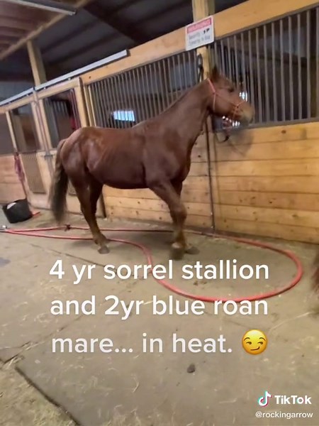 Understanding the Differences Between Stallions and Geldings