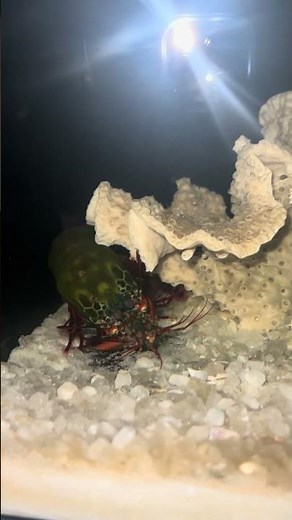 So Unbelivable! I Never Seen Before Of 2 Mantis Shrimps Breeding #mantisshrimp #aquarium #breeding