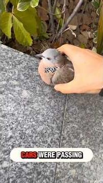 I saw a injured dove on the street and I rescued it and then this happened #rescue #dove #birds