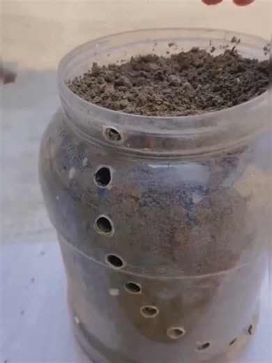 #Bonsai #reciclajecreativo #plantasdeinterior #portulacariaafra #ecofriendly#GardenTips