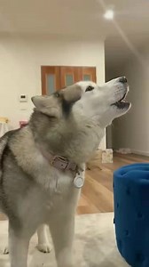 943K views · 10K reactions | Zingo merasa bersedih kehilangan pemiliknya | Daun Hijau | Facebook