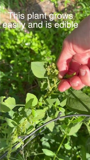 This plant is edible and grows easily. Wild Amaranth. #shorts