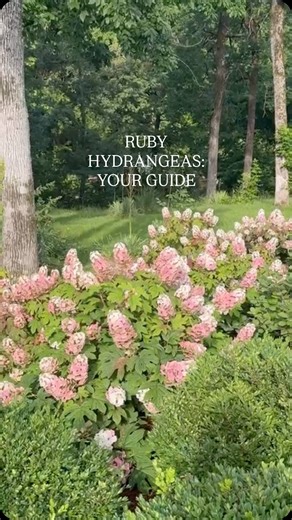 Welcome to FIG on Instagram: "Meet the Ruby Slipper Hydrangea: Compact, colorful, and perfect for Southern landscapes… These beauties start out white and age into rich shades of rose, all while staying low and lush. A must-have for cottage gardens or any spot that needs a little charm. Comment RUBY for the link to order some of your own, or save this post as a reminder for later! #pinkhydrangea, #rubyhydrangea, #seasonalblooms #southerngardener, #zone8garden, #cottagegardenplants #frontyardinspo