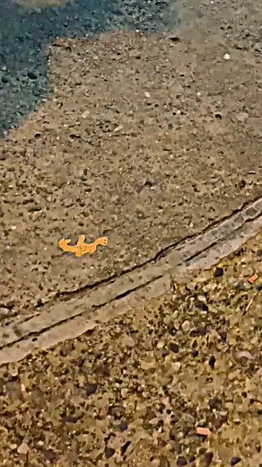 Explicit Lyrics Overbeat - @ognvndo