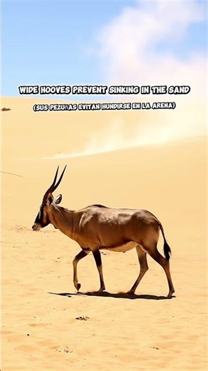 This Antelope Survives the Sahara Desert
