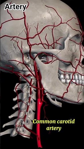 Common carotid artery#anatomy#1millionviews#3danimation#viralvideo