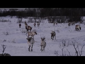 A Wilder View: Get to know Rudolph...and some real reindeer