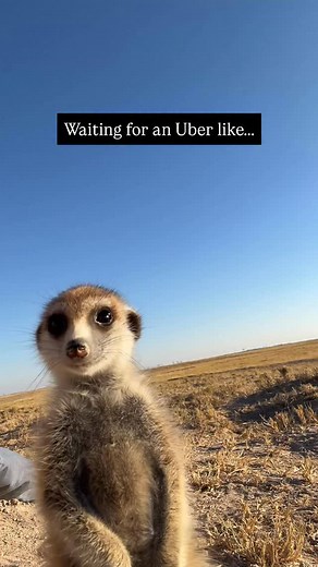 6K views · 11K reactions | Timon is always good company 﫶 Follow @jackswynnerton for more incredible content. | Jack Swynnerton | Facebook