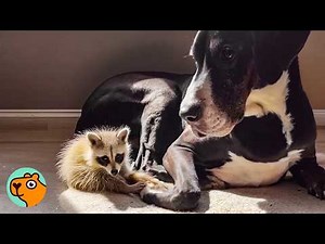 Great Dane Finds Raccoon On Street. Now They’re SIblings | Cuddle Buddies