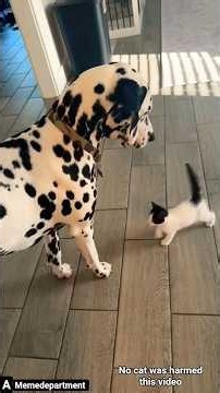 Top 10 most viral and funny moments of cats🤣🤣🤣 #cat​​​​​​​​​​​​​​​​​​​​​ #funny ​#shorts ​ #viral