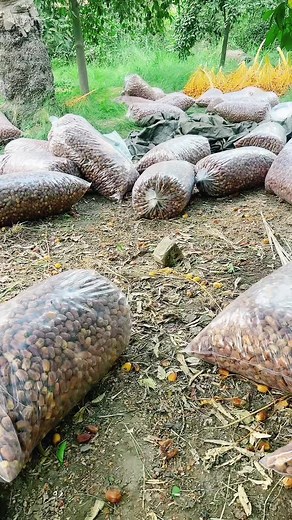 Exploring Nature's Treasures: Brown Objects in Bags