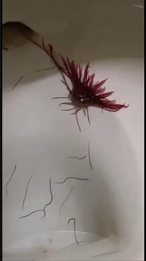 ALIEN LOOKING WORMS inside public restroom.