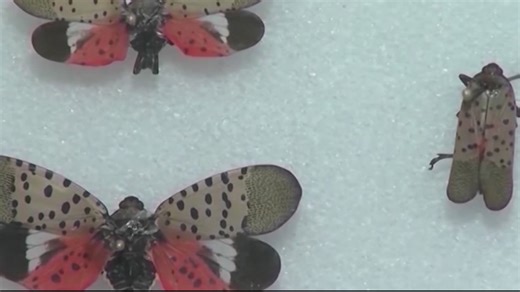 What to do if you see a spotted lantern fly | 28/22 News