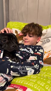 11K views · 4.4K reactions | From the moment Rocky arrived, he found his safe place. Harley found his shadow. Quiet cuddles, gentle moments and a bond that grew in the simplest ways. Somehow without trying they both found comfort, love and home in each other ❤️✨ | Bluestaffyboulder | Facebook