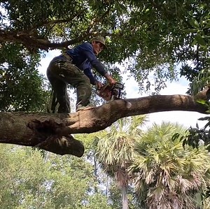 453K views · 2.1K reactions | Amazing skill of cutting mango tree | Making Video | Facebook