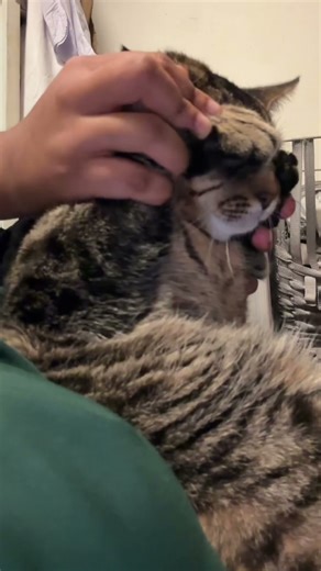 is just want the treats 😿 #cat #viral #fyp #shortvideos