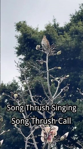 Song thrush singing, song thrush call !