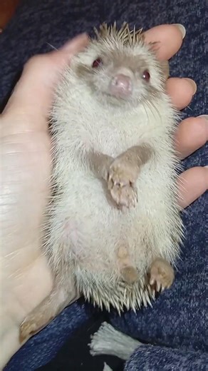 😂🦔Не все ёжики любят лежать на спинке) Cute hedgehog #ezhikafro #hedgehog #ёжик #animals #funnyvideo