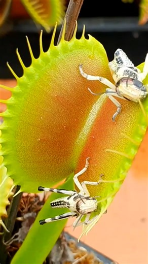 287K views · 1.6K reactions | Venus Flytrap eats 2 locusts #plants #plantsofinstagram #plantsmakepeoplehappy #plant #reelsinsta #reels #reelsinstagram #love #trending #reelitfeelit #instagram #reelsvideo #explore #instagood #explorepage #reelkarofeelkaro #reelsindia #reel #trendingreels #foryou #instadaily #instagramreels #fyp #instareels #india #likeforlikes #followforfollowback #viral #reelsviral #trend | Carnivorous Plants | Facebook
