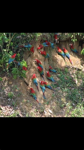 Red and Green Macaw (Ara chloropterus) in the heart of the Peruvian Amazon-one of the most unforgettable sightings on our 10-Day Andes to Amazon Birding Tour. Their vibrant red plumage, green wings, and powerful calls make them a true highlight for birdwatchers and wildlife photographers exploring Peru’s biodiversity. From the cloud forests of the Andes to the lowland rainforest near Manu National Park, this species brings the Amazon to life. Perfect for travelers looking for authentic birding, 