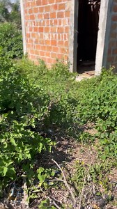 Don cone que haces | Jonathan Comedy