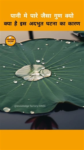 कमल के पत्ते में पानी क्यो नही चिपकता🤔🤔 #lotus #lotuseffect #knowledgefacts #factsinhindi