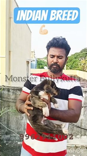 Bully kutta puppy 🐶 indian breed indian bully| alangu | indian mastiff | tamilnadu #dogs #dogshorts.