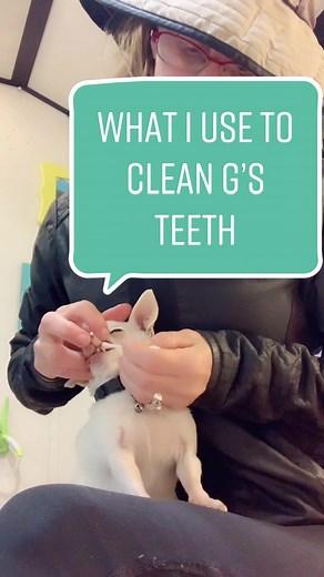 How to Clean a Chihuahua's Teeth: Step-by-Step Guide
