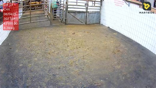 Ennis Mart Tuesday October 14th, 2025 Big sale today with over 1,000 on offer. Quality starting to get slightly more variable. The top-quality bull calves were holding the trade but plainer weanlings were a shade easier and back about 10c/kg. Heifer trade was up 3c/kg across the board. We had 30 in-calf suckler heifers today of variable quality but most had stars and these were in-calf to a Limousin bull for November to Feb and averaged €3,400. Pairs in this ring made to €4,280. A handful of cal