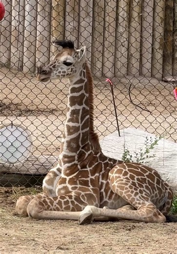 Giraffe encounter at Utah Hogle Zoo Labor Day visit