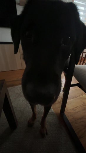 aml (@lvamlri)’s videos with Chinese Story Voice - Victor Cee