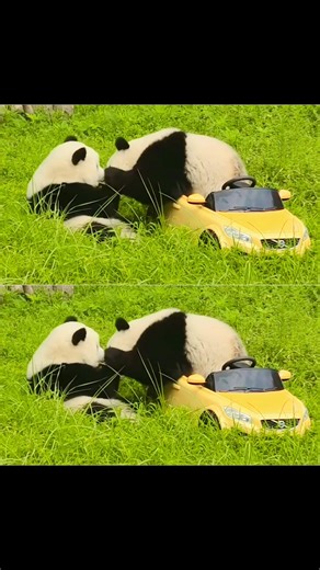 Panda pops up, mood lifts.#panda #cutepanda #Pandalove
