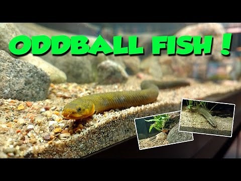 Oddball Aquarium Fish