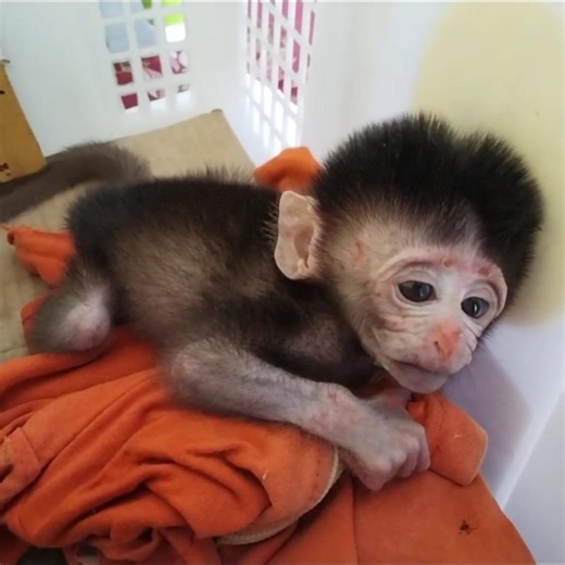 adopt a baby monkey whose condition is poor | Animal Home
