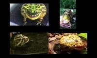 Mix of 4 videos from youtube : frog screaming all smae time