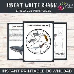 Life Cycle of a Great White Shark | Ocean Animals Unit Study With Fun Facts!