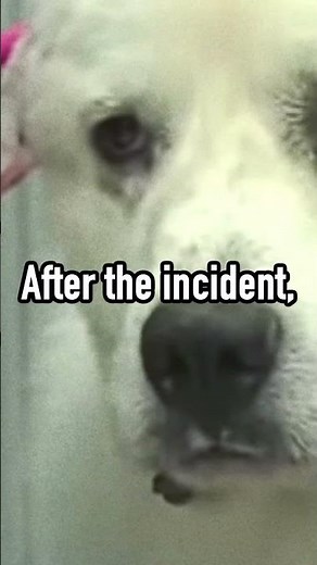 The Fearless Dog Who Took on 11 Coyotes to Save Livestock