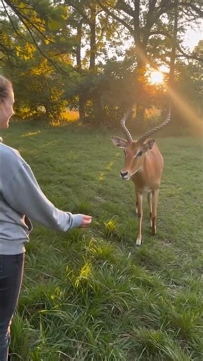 Sunset Encounter: Hand-Feeding an Impala in the Wild.#impala #wildlifeencounter #sunsetmagic #usa