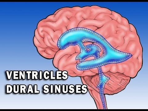 Circulation in Ventricles and Dural Sinuses