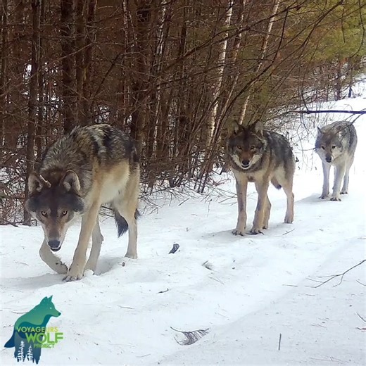 Voyageurs Wolf Project on Instagram: "TONIGHT: free webinar on wolf-deer dynamics, how wolves impact deer/deer hunting, and how a wolf hunting/trapping season would change things. Webinar at 6:30 p.m. central time on Zoom (link in our bio) The webinar will be a detailed examination of wolf-deer dynamics, how wolves influence deer hunting, what other factors drive deer hunting success, and how a hunting and trapping season of wolves would impact wolf and deer populations. The webinar will be abou