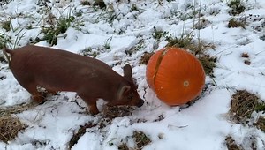 241 reactions · 18 shares | Some of the pigs got a little extra enrichment in the form of a pumpkin this morning. This one rolled it about 10 yards with her snout and gobbled up any seeds that spilled out. What a smart girl! | Tyner Pond Farm | Facebook