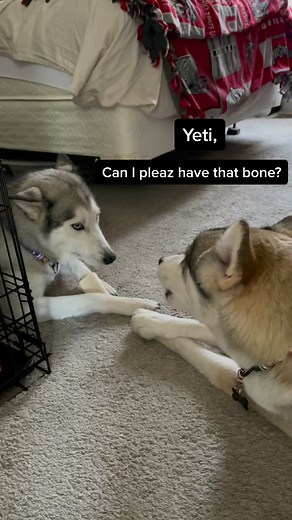 Husky Conversation: Owner vs Yeti | Funny Pet TikTok Video