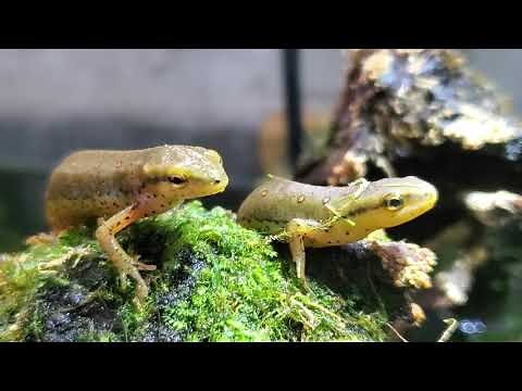 Eastern Newt Tank Build and Discussion