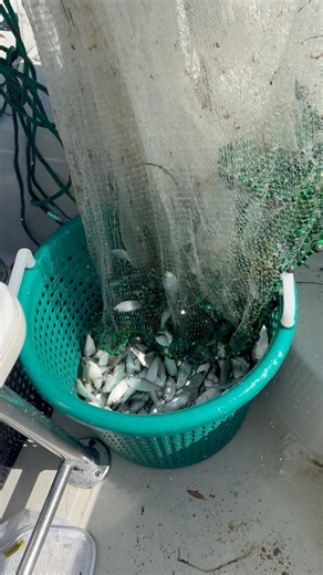 Quarter basket of green backs that we cast netted! #fishing #deepseafishing #offshorefishing | Groupermvp