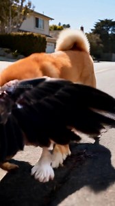 A mother Shiba Inu fights an Akita and an Eagle to save her puppy. | Paul Vu Tv